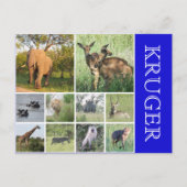 kruger safari briefkaart (Voorkant)