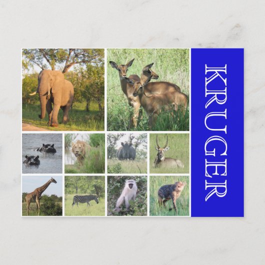 kruger safari briefkaart (Voorkant)