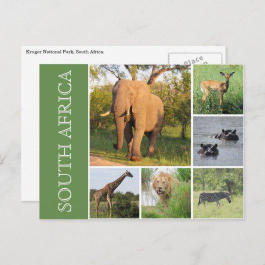 kruger south africa briefkaart (Voorkant / Achterkant)