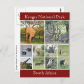 kruger wildlife briefkaart (Voorkant / Achterkant)