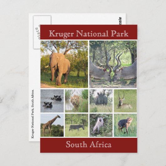 kruger wildlife briefkaart (Voorkant / Achterkant)