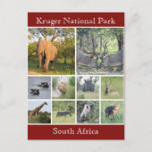 kruger wildlife briefkaart (Voorkant)