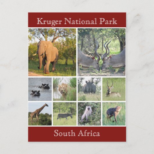 kruger wildlife briefkaart (Voorkant)