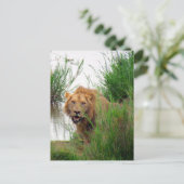 krugerleeuw briefkaart (Staand voorkant)