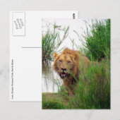 krugerleeuw briefkaart (Voorkant / Achterkant)