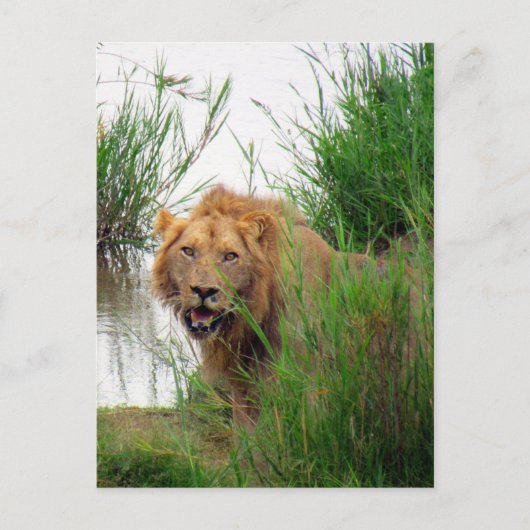 krugerleeuw briefkaart (Voorkant)