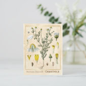  kruid Chamomile Flower Botanical Briefkaart (Staand voorkant)
