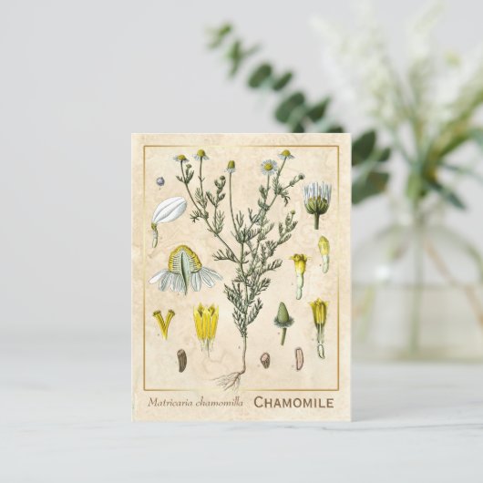 kruid Chamomile Flower Botanical Briefkaart (Staand voorkant)