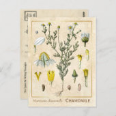  kruid Chamomile Flower Botanical Briefkaart (Voorkant / Achterkant)