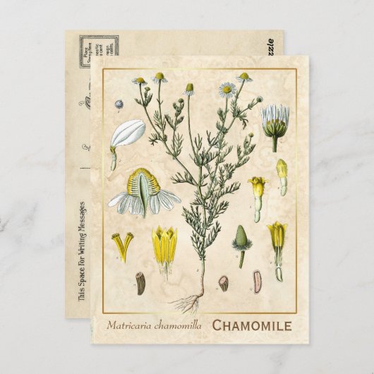 kruid Chamomile Flower Botanical Briefkaart (Voorkant / Achterkant)