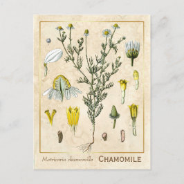 kruid Chamomile Flower Botanical Briefkaart