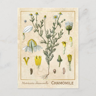  kruid Chamomile Flower Botanical Briefkaart