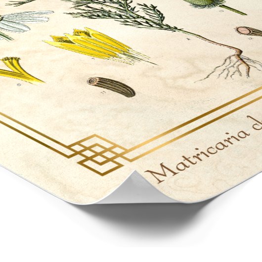  kruid Chamomile Flower Botanical Poster (Hoek)