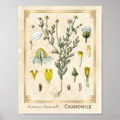  kruid Chamomile Flower Botanical Poster (Voorkant)