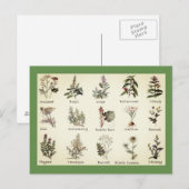 Kruiden en specerijen, briefkaart met volledige kl (Voorkant / Achterkant)