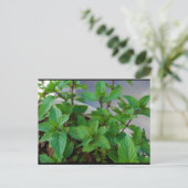 Kruiden Mint Plant Briefkaart (Staand voorkant)