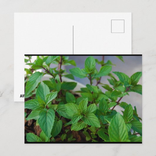 Kruiden Mint Plant Briefkaart (Voorkant / Achterkant)