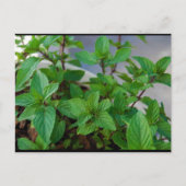 Kruiden Mint Plant Briefkaart (Voorkant)