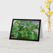 Kruiden Mint Plant Kaart (Gele Bloem)