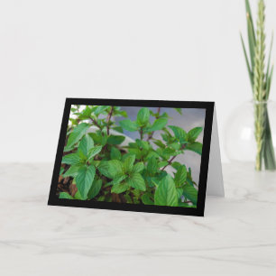 Kruiden Mint Plant Kaart