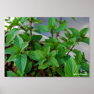 Kruiden Mint Plant Poster