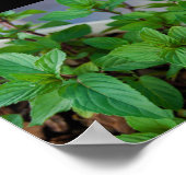 Kruiden Mint Plant Poster (Hoek)