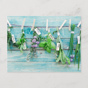 kruiden op  schildpadden van turquoise briefkaart