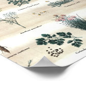 Kruiden Planten Flowers Poster (Hoek)