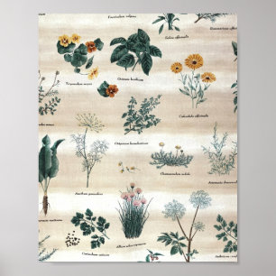 Kruiden Planten Flowers Poster