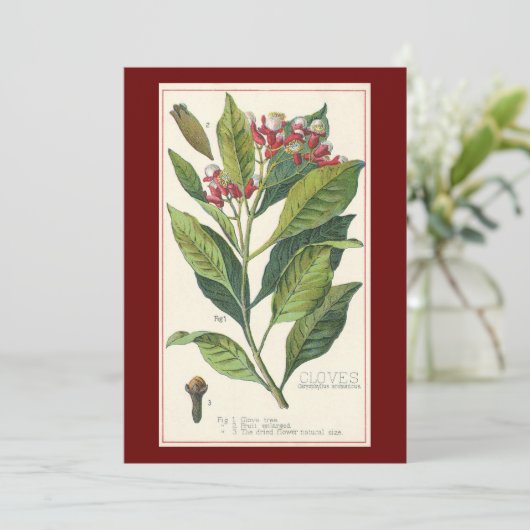  kruiden specerijen, handschoenen, Plant (Staand voorkant)