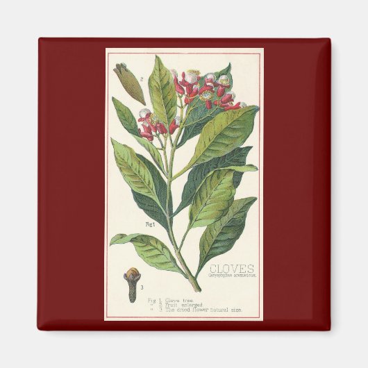 kruiden specerijen, handschoenen, Plant Magneet (Voorkant)