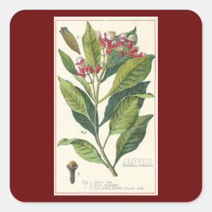 kruiden specerijen, handschoenen, Plant Vierkante Sticker