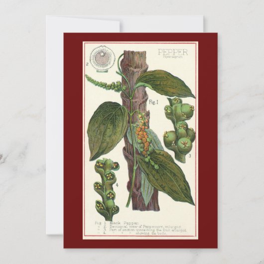  kruiden specerijen, zwart Plant (Voorkant)