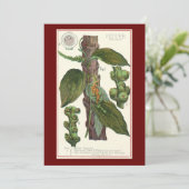  kruiden specerijen, zwart Plant (Staand voorkant)