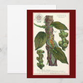  kruiden specerijen, zwart Plant (Voorkant / Achterkant)