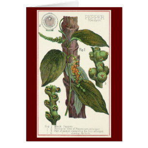 kruiden specerijen, zwart Plant