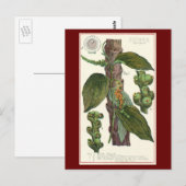  kruiden specerijen, zwart Plant Briefkaart (Voorkant / Achterkant)