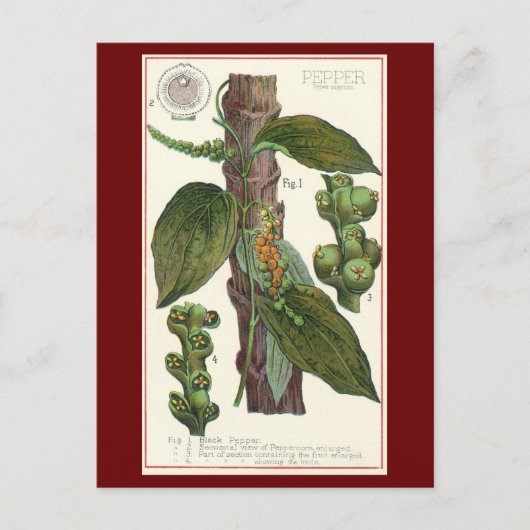  kruiden specerijen, zwart Plant Briefkaart (Voorkant)