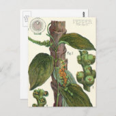  kruiden specerijen, zwart Plant Briefkaart (Voorkant / Achterkant)