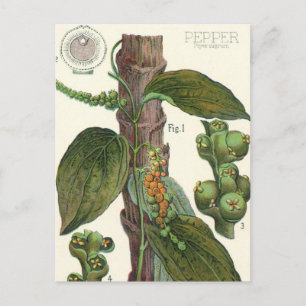 kruiden specerijen, zwart Plant Briefkaart