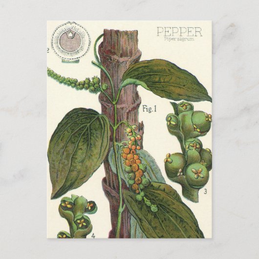  kruiden specerijen, zwart Plant Briefkaart (Voorkant)