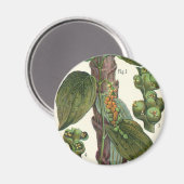 kruiden specerijen, zwart Plant Magneet (Voorkant / Achterkant)