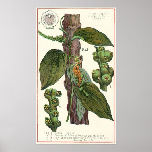 kruiden specerijen, zwart Plant Poster (Voorkant)