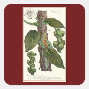 kruiden specerijen, zwart Plant Vierkante Sticker