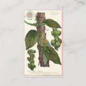 kruiden specerijen, zwart Plant Visitekaartje (Achterkant)