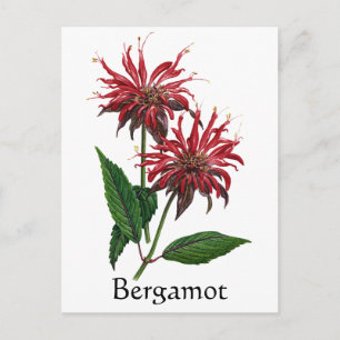 Kruiden Tuin Serie - Bergamot Briefkaart