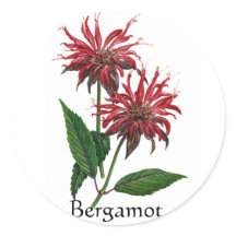 Kruiden Tuin Serie - Bergamot