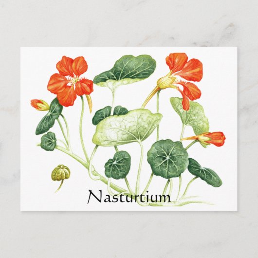 Kruiden Tuin Serie - Nasturtium Briefkaart (Voorkant)