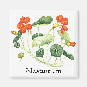 Kruiden Tuin Serie - Nasturtium Magneet