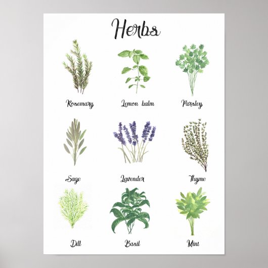 Kruiden Waterverf Salie tijm Rozemarijn Keuken Poster (Voorkant)